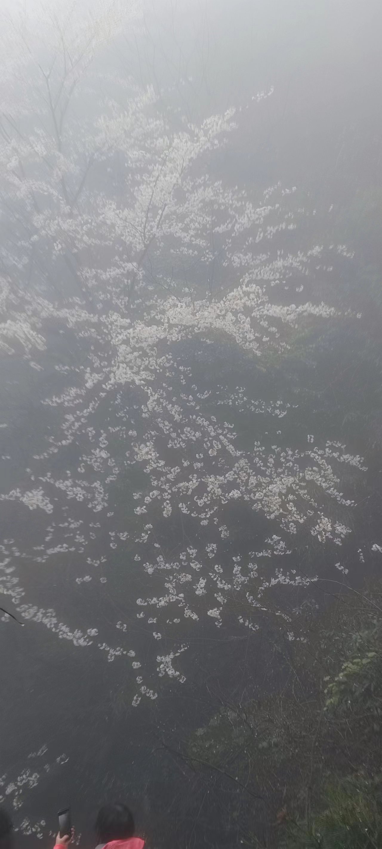 花滿幽谷，鳥鳴山澗-2023年工會活動游記